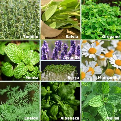 Aromáticas de primavera verano