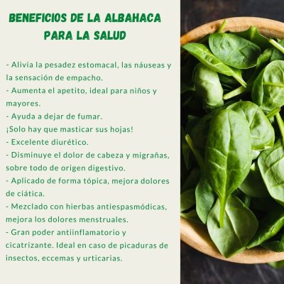BENEFICIOS DE LA ALBAHACA PARA LA SALUD