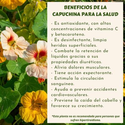 BENEFICIOS DE LA CAPUCHINA PARA LA SALUD