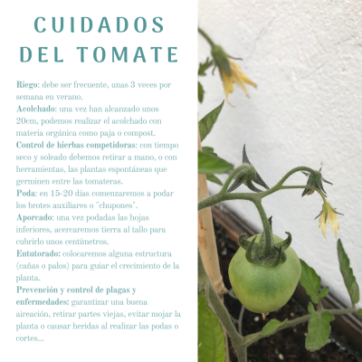 CUIDADOS DEL TOMATE