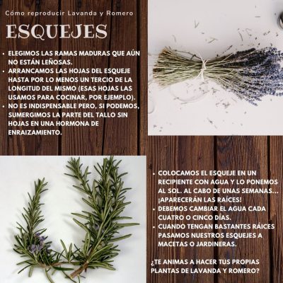 Cómo reproducir lavanda y romero (2)