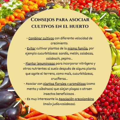 Consejos para asociar cultivos en el huerto