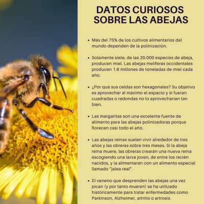 DATOS CURIOSOS SOBRE LAS ABEJAS