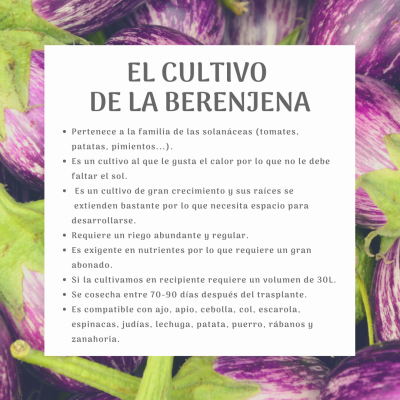 EL CULTIVO DE LA BERENJENA