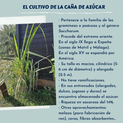 EL CULTIVO DE LA CAÑA DE AZÚCAR