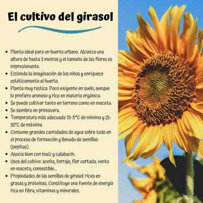 EL CULTIVO DEL GIRASOL