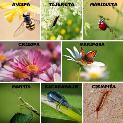 FAUNA BENEFICIOSA