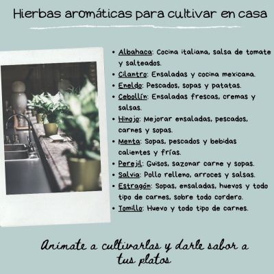 Hierbas aromáticas para cultivar en casa