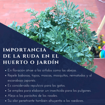 IMPORTANCIA DE LA RUDA EN EL HUERTO O JARDÍN