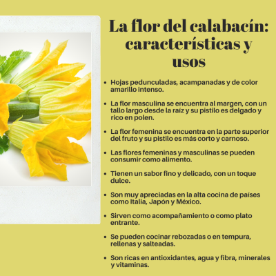 LA FLOR DEL CALABACÍN_ CARACTERÍSTICAS Y USOS