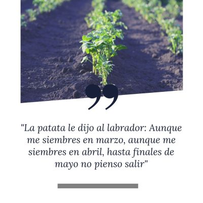 LA PATATA