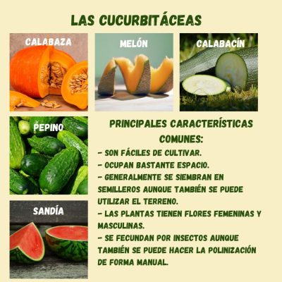 LAS CUCURBITÁCEAS