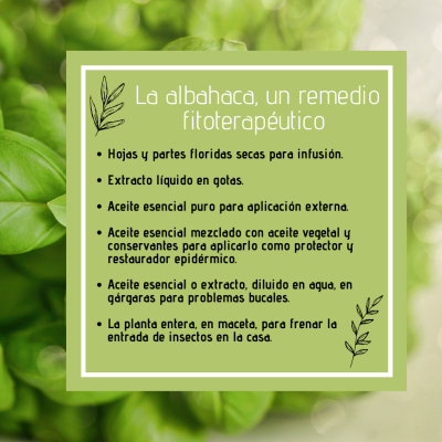La albahaca, un remedio fitoterapéutico