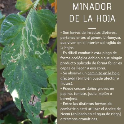 MINADOR DE LA HOJA