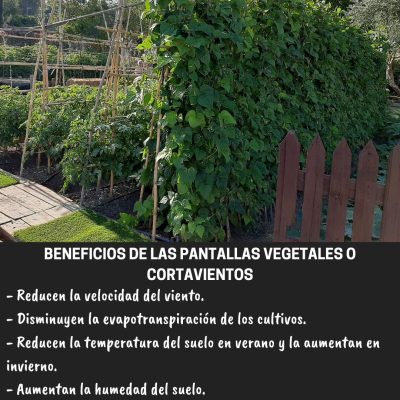 PANTALLAS VEGETALES O CORTAVIENTOS