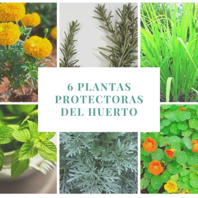 POST-PLANTAS PROTECTORAS DEL HUERTO