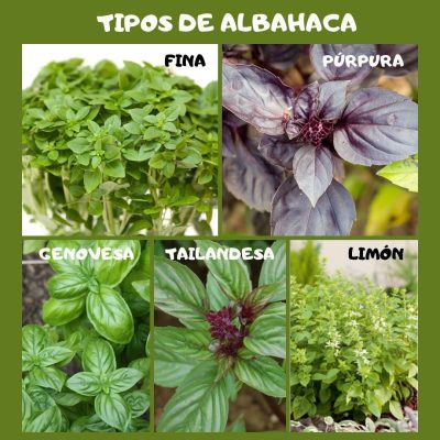 TIPOS DE ALBAHACA
