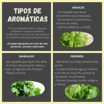 TIPOS DE AROMÁTICAS