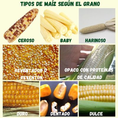 TIPOS DE MAÍZ SEGÚN EL GRANO