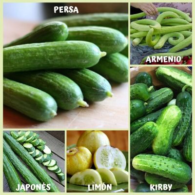 TIPOS DE PEPINOS