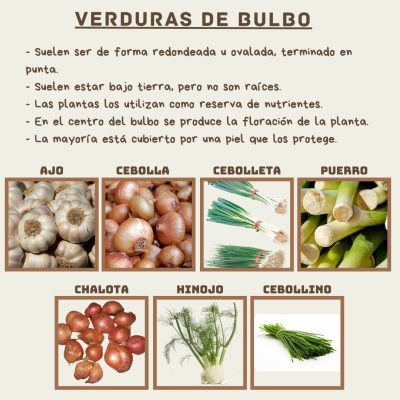 VERDURAS DE BULBO