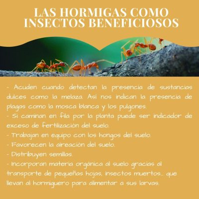 las hormigas como insectos beneficiosos