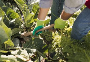 un-jardinero-de-sexo-masculino-que-cultiva-las-plantas-en-el-jardin