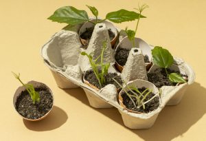 vista-superior-de-las-plantas-en-crecimiento